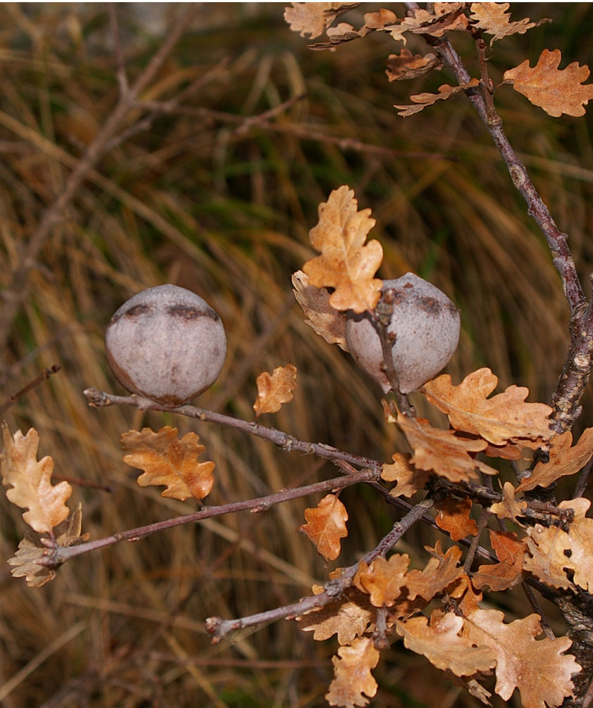Galle di Cynips quercus-tozae su Quercus sp.